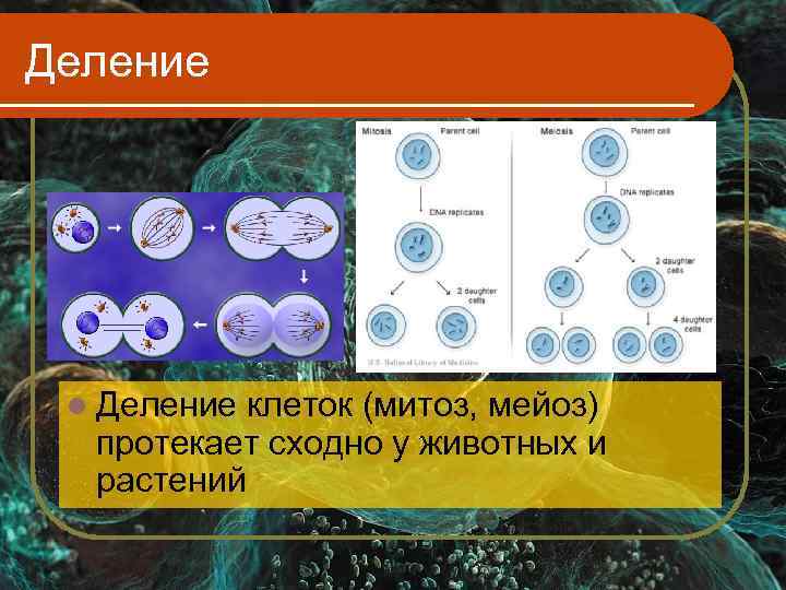 Деление l Деление клеток (митоз, мейоз)  протекает сходно у животных и  растений