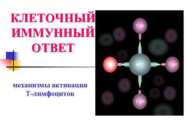 КЛЕТОЧНЫЙ ИММУННЫЙ  ОТВЕТ механизмы активации  Т-лимфоцитов 