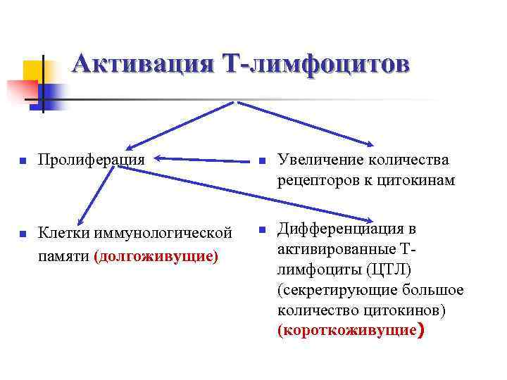   Активация Т-лимфоцитов  n  Пролиферация   n  Увеличение количества