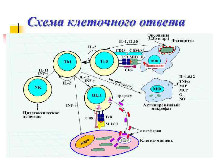 Схема клеточного ответа 