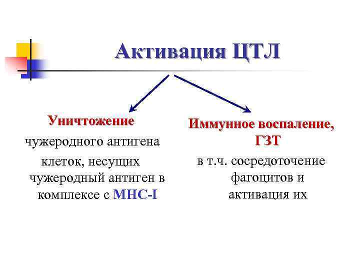    Активация ЦТЛ  Уничтожение   Иммунное воспаление, чужеродного антигена 