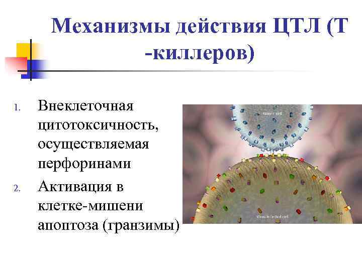  Механизмы действия ЦТЛ (Т   -киллеров) 1.  Внеклеточная цитотоксичность,  осуществляемая