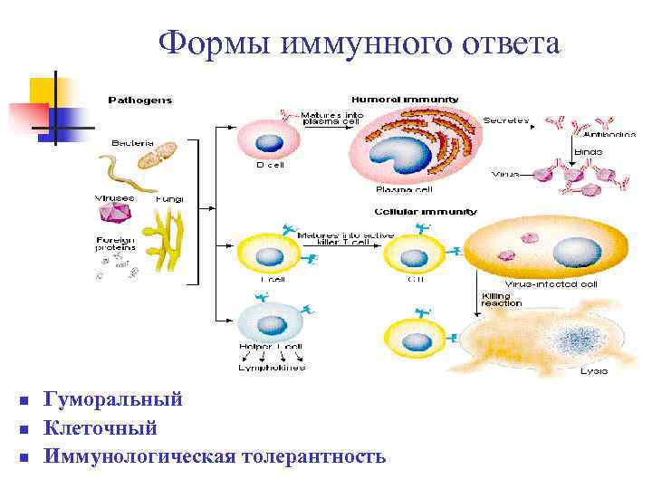 Схема иммунной реакции