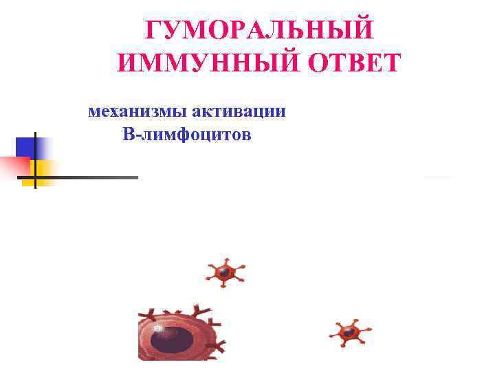   ГУМОРАЛЬНЫЙ  ИММУННЫЙ ОТВЕТ механизмы активации  В-лимфоцитов 