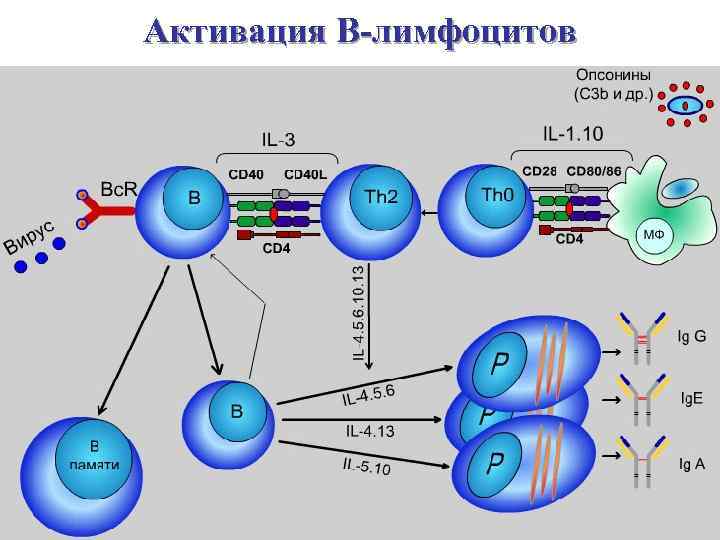 Активация В-лимфоцитов 