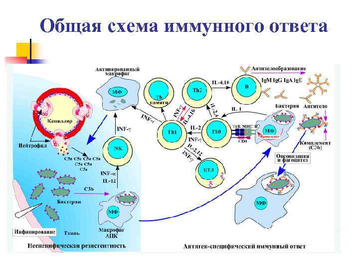 Общая схема иммунного ответа 