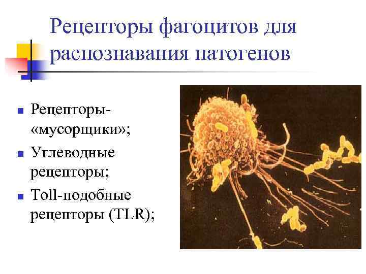  Рецепторы фагоцитов для  распознавания патогенов n  Рецепторы- «мусорщики» ; n 
