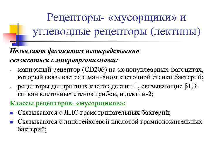    Рецепторы- «мусорщики» и  углеводные рецепторы (лектины) Позволяют фагоцитам непосредственно связываться