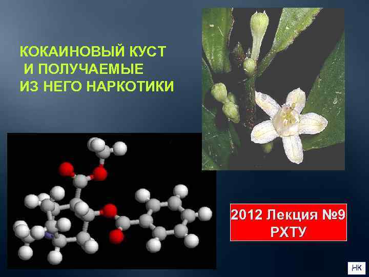 КОКАИНОВЫЙ КУСТ И ПОЛУЧАЕМЫЕ ИЗ НЕГО НАРКОТИКИ     2012 Лекция №