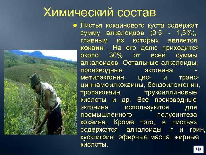 Химический состав ®  Листья кокаинового куста содержат   сумму алкалоидов (0, 5