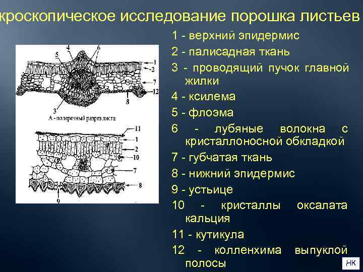 кроскопическое исследование порошка листьев     1 - верхний эпидермис  