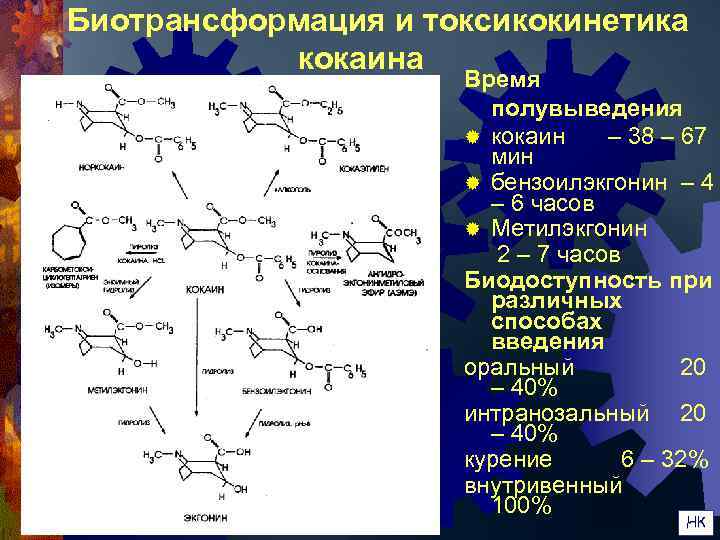   Биотрансформация и токсикокинетика    кокаина     Время