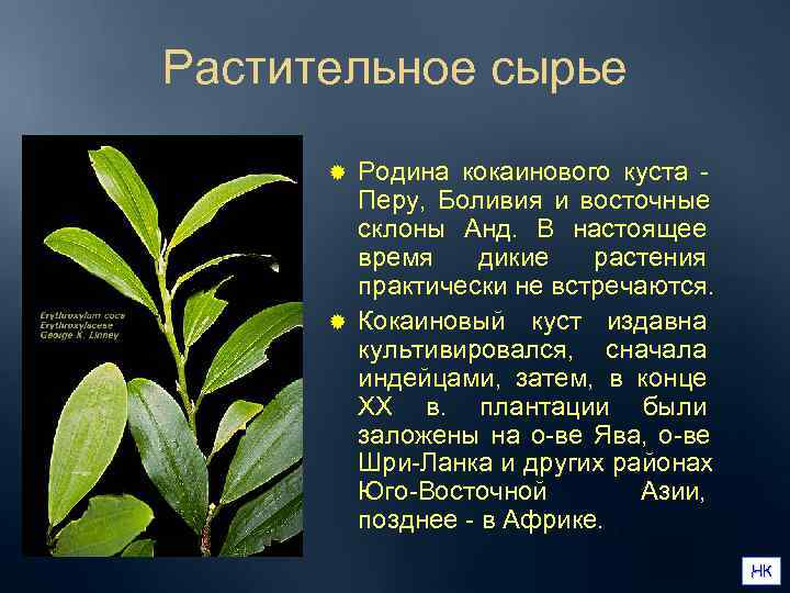 Растительное сырье  ® Родина кокаинового куста -   Перу,  Боливия и