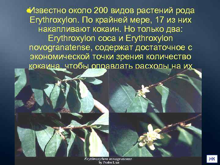 ®Известно около 200 видов растений рода Erythroxylon. По крайней мере, 17 из них 