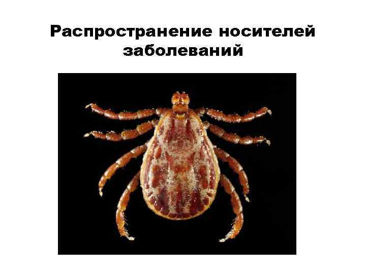 Распространение носителей заболеваний 