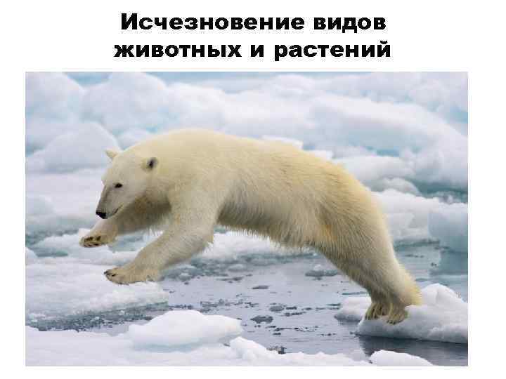 Исчезновение видов животных и растений 