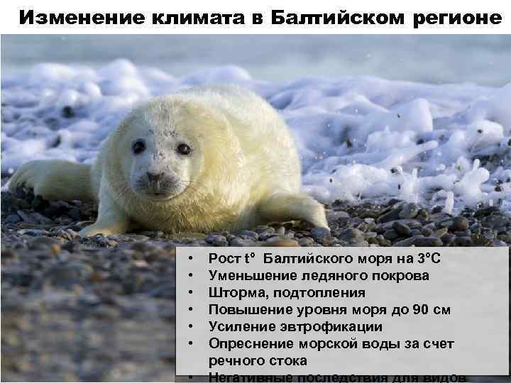 Изменение климата в Балтийском регионе • • Рост t° Балтийского моря на 3°С Уменьшение