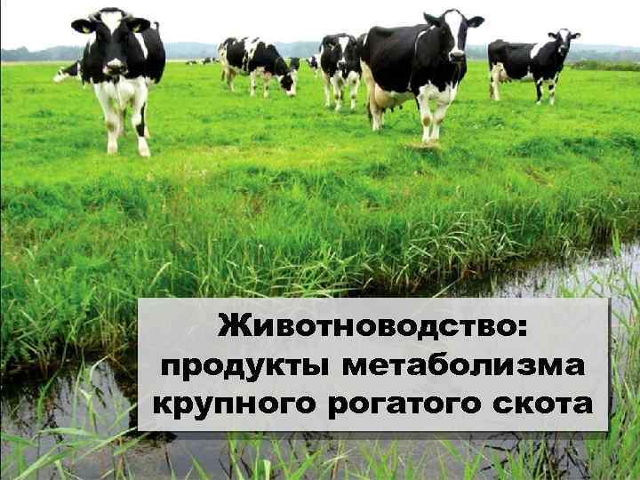 Животноводство: продукты метаболизма крупного рогатого скота 