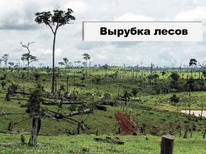 Вырубка лесов 