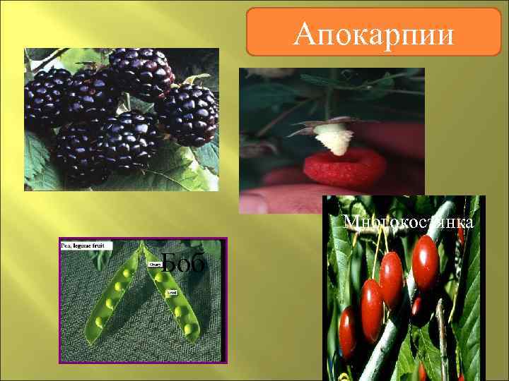  Апокарпии   Многокостянка Боб 