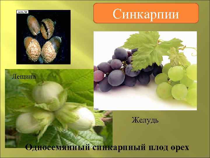     Синкарпии  Лещина     Желудь Односемянный синкарпный