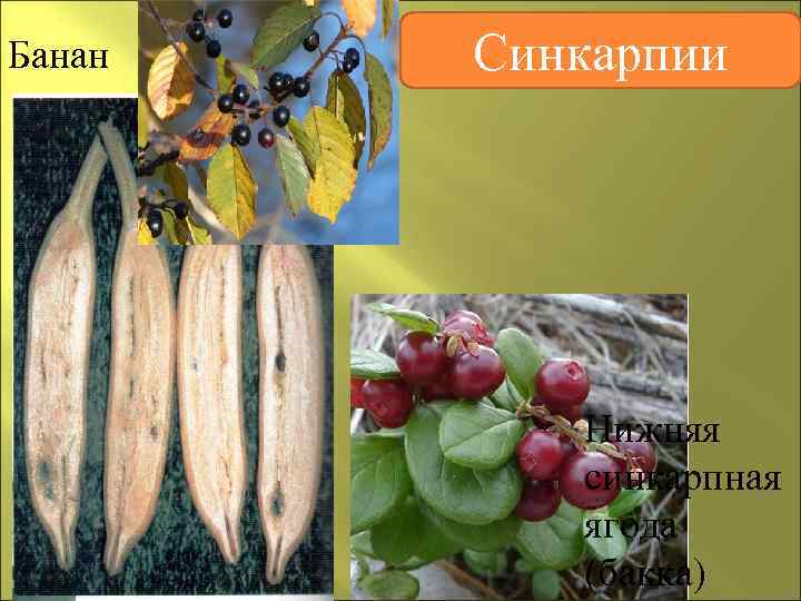 Банан  Синкарпии    Нижняя  синкарпная  ягода  (бакка) 
