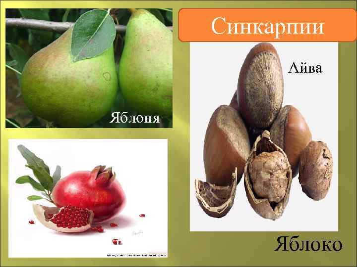    Синкарпии    Айва  Яблоня Груша   Яблоко