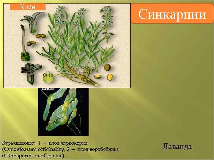 Семейство бурачниковые презентация