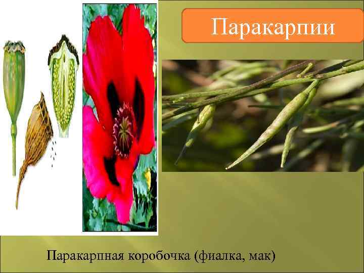      Паракарпии Паракарпная коробочка (фиалка, мак) 