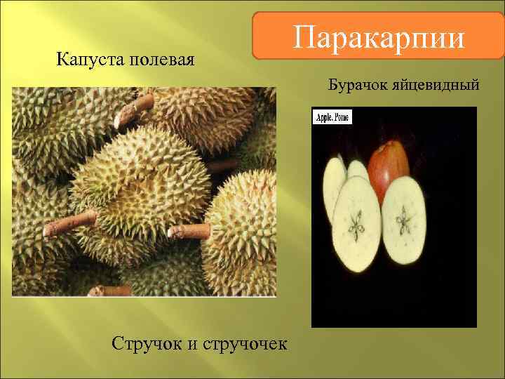       Паракарпии Капуста полевая     Бурачок