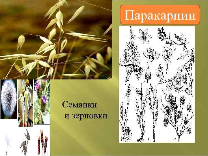    Паракарпии Семянки и зерновки 