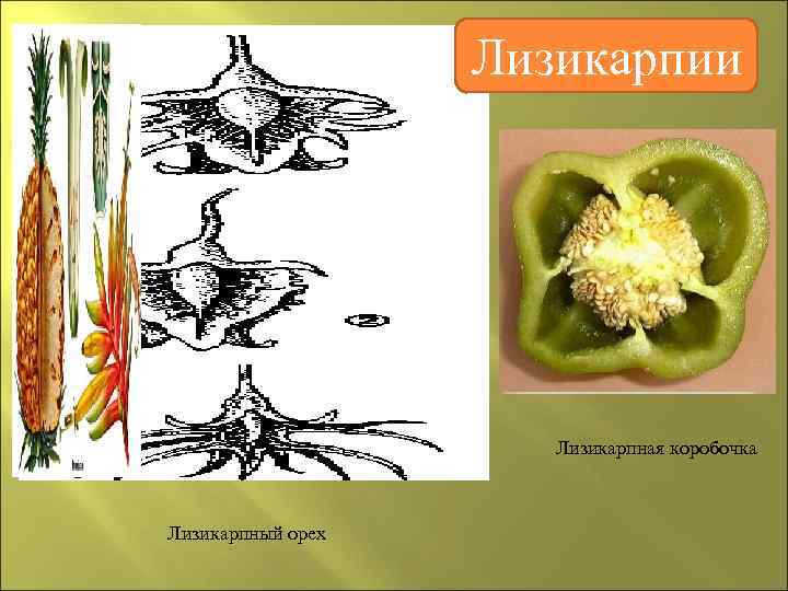     Лизикарпии      Лизикарпная коробочка  Лизикарпный