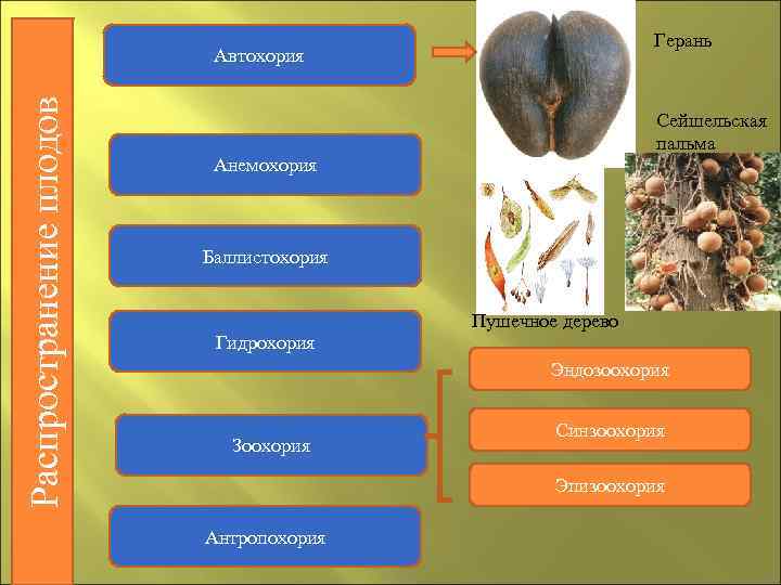 Сейшельская пальма способ распространения семян