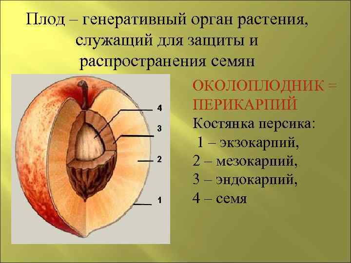 Плод – генеративный орган растения,  служащий для защиты и  распространения семян 