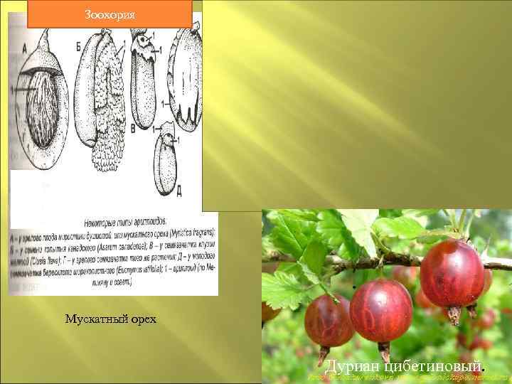  Зоохория Мускатный орех    Дуриан цибетиновый. 
