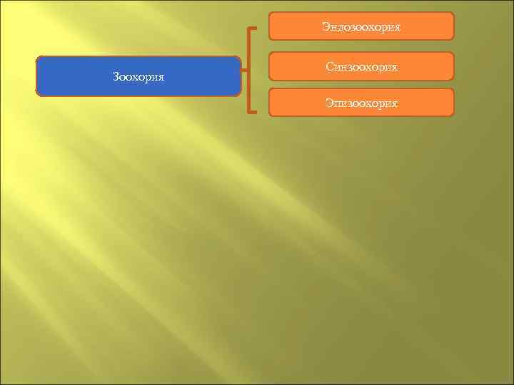   Эндозоохория   Синзоохория Зоохория   Эпизоохория 