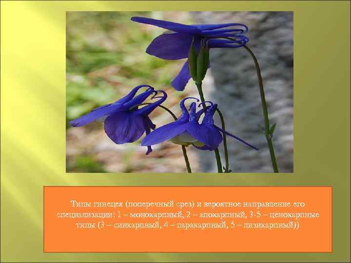   Типы гинецея (поперечный срез) и вероятное направление его специализации: 1 – монокарпный,