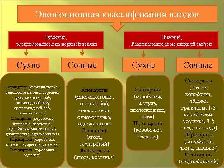     Эволюционная классификация плодов   Верхние,    Нижние,