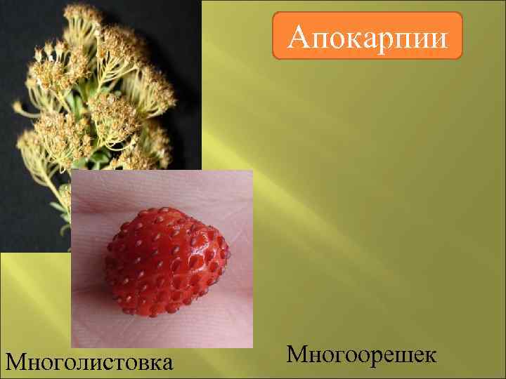 На картинке изображен плод многолистовка многоорешек