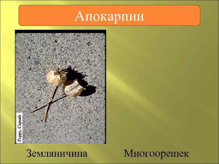   Апокарпии Земляничина  Многоорешек 