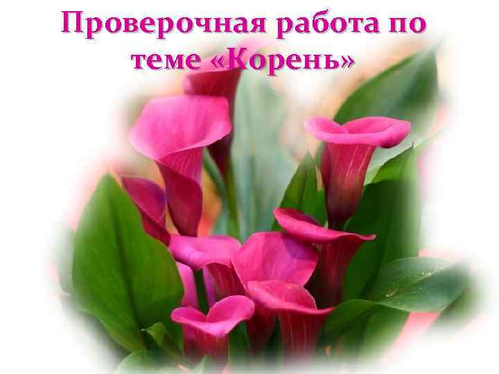 Проверочная работа по  теме «Корень» 
