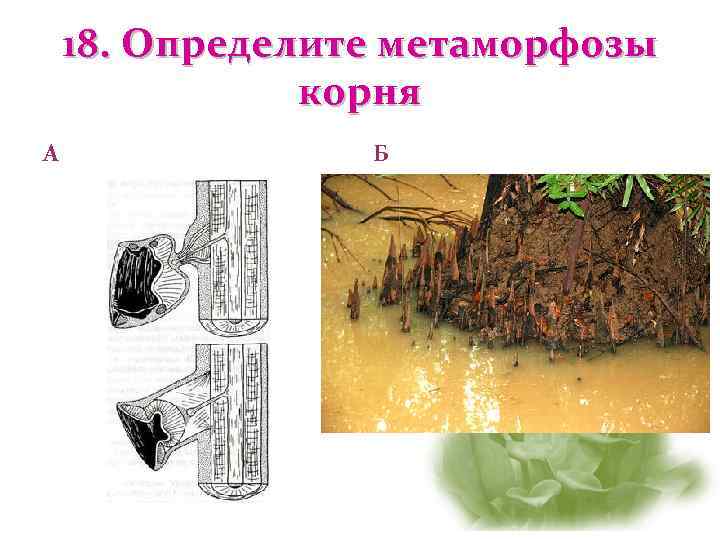 Проверочная работа по теме корень