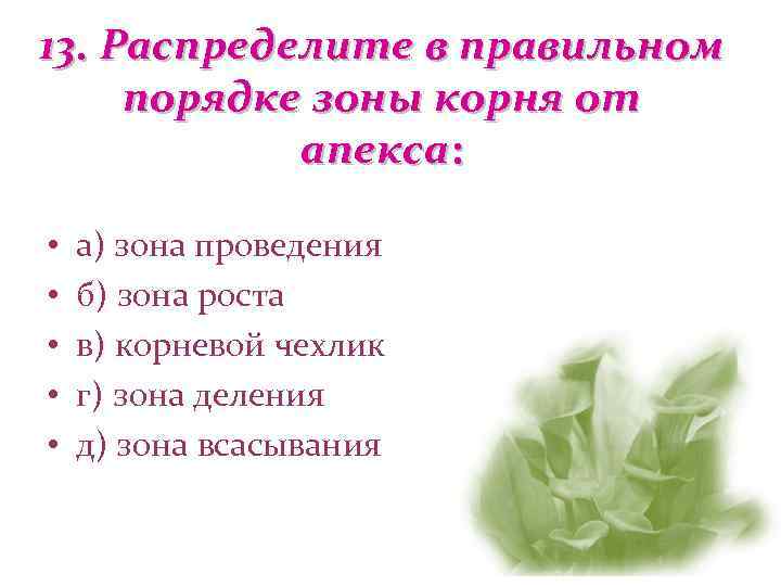 13. Распределите в правильном порядке зоны корня от   апекса:  • 