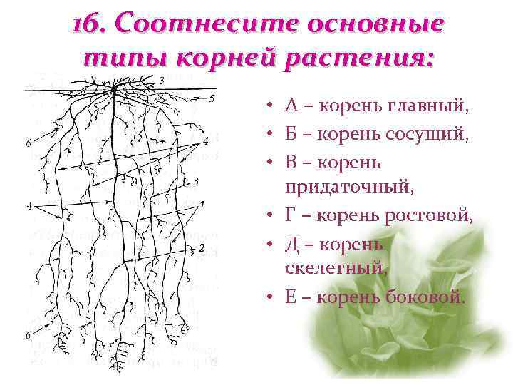 16. Соотнесите основные типы корней растения:   • А – корень главный, 