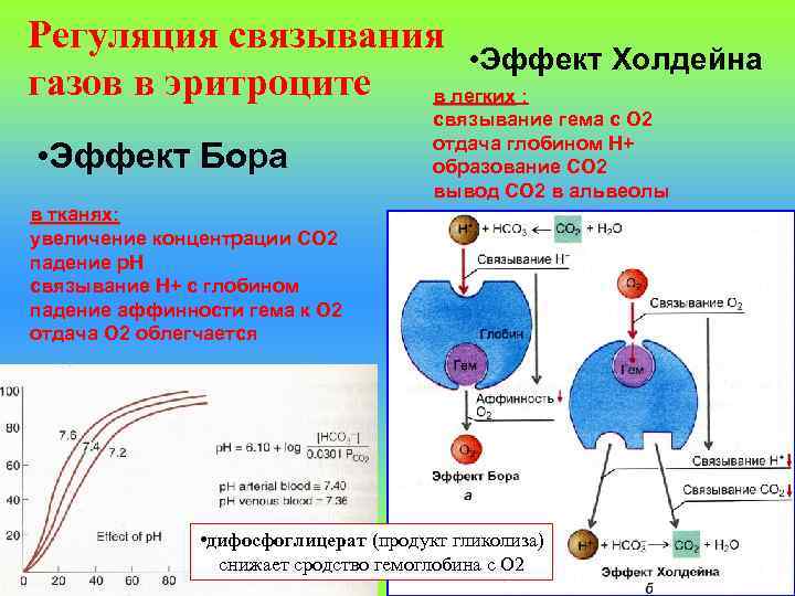 Регуляция связывания • Эффект Холдейна газов в эритроците в легких : • Эффект Бора