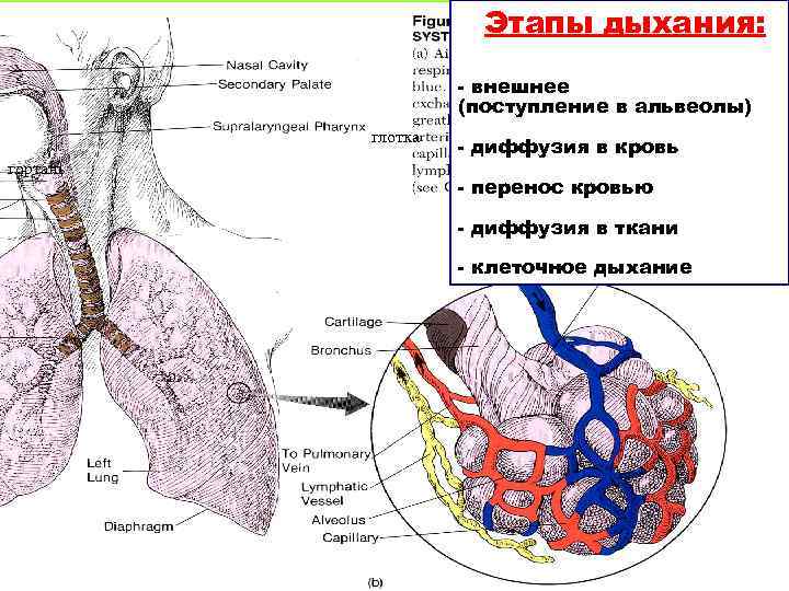 Этапы дыхания: - внешнее (поступление в альвеолы) глотка гортань - диффузия в кровь -