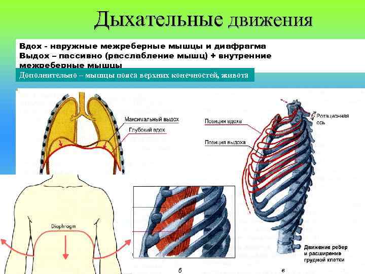 Дыхательные движения человека