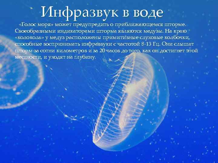 Инфразвук в воде «Голос моря» может предупредить о приближающемся шторме. Своеобразными индикаторами шторма являются