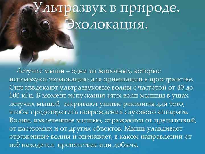 Ультразвук в природе. Эхолокация. Летучие мыши – одни из животных, которые используют эхолокацию для