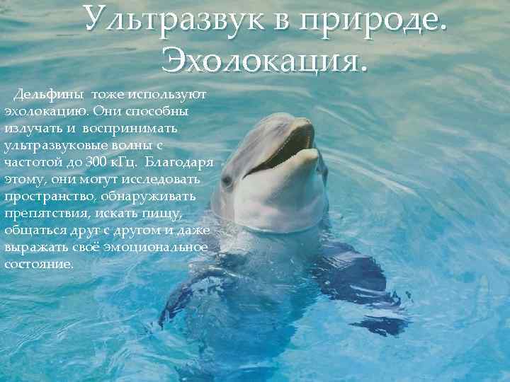 Ультразвук в природе. Эхолокация. Дельфины тоже используют эхолокацию. Они способны излучать и воспринимать ультразвуковые